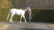 Disco Partner - Rockridge Stud