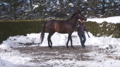 Slumber (GB) - Rockridge Stud