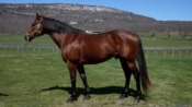 Hangover Kid - Majestic View Farms International